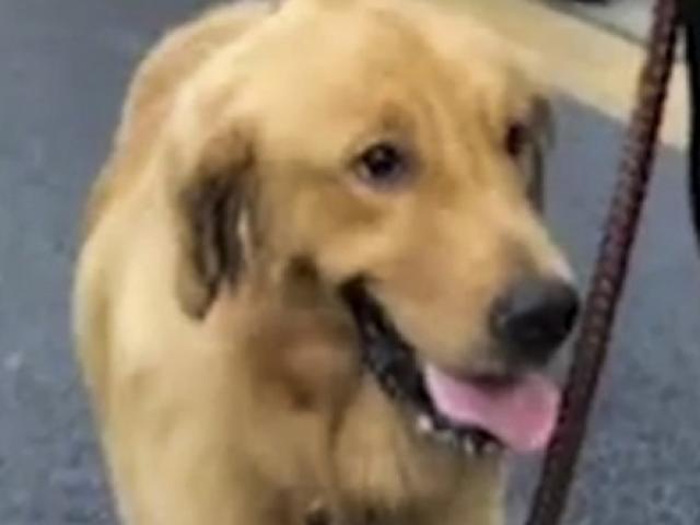 Thế giới - TQ: Chó đâm trúng siêu xe Lamborghini, chủ phải đền "vỡ mặt"