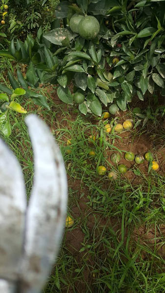 Người dân Cao Phong "méo mặt" vì vườn cam bị ngập, quả rụng la liệt - 1