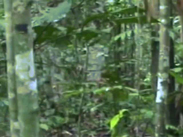 Media - Video hiếm hoi về người duy nhất còn sót lại của bộ tộc Amazon