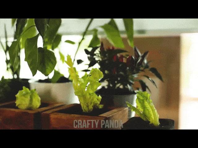 Bạn trẻ - Cuộc sống - Có ngay "vườn rau sạch" tại gia với các bước đơn giản