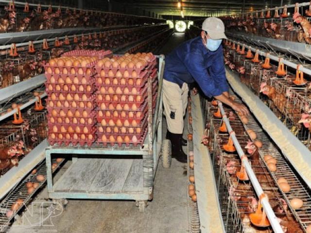 Thị trường - Tiêu dùng - Giá trứng vịt, gà "ăn" theo giá heo tăng kỉ lục, người nuôi lãi đậm