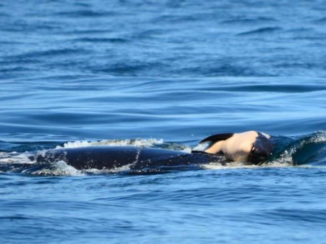 Cá voi mẹ mang xác con qua đại dương và lời cảnh báo với con người