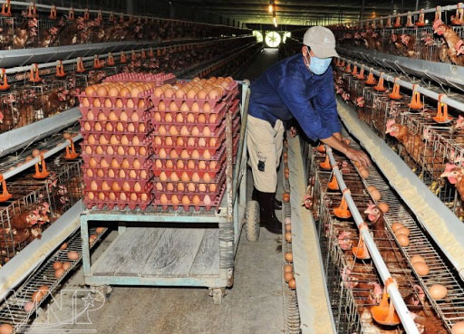 Giá trứng vịt, gà &#34;ăn&#34; theo giá heo tăng kỉ lục, người nuôi lãi đậm - 1