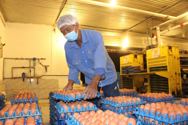 Giá trứng vịt, gà &#34;ăn&#34; theo giá heo tăng kỉ lục, người nuôi lãi đậm - 3