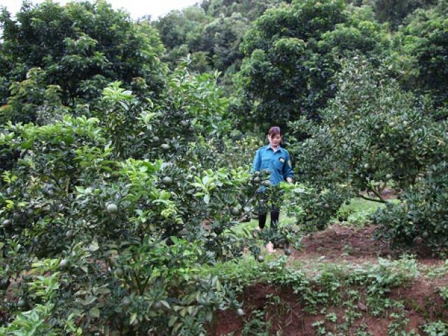 Thị trường - Tiêu dùng - "Trốn" vào núi thẳm, trồng vườn cây trái, lãi 700 triệu đồng