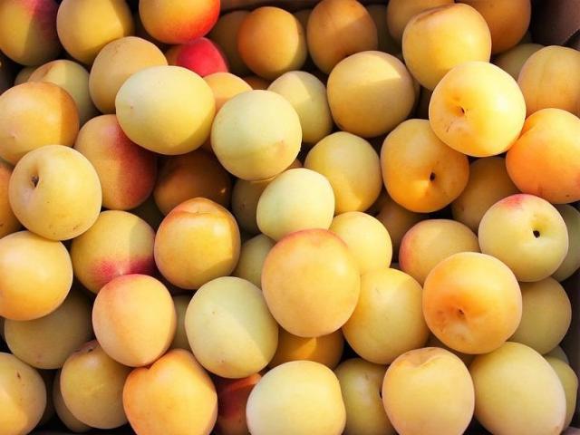 Thị trường - Tiêu dùng - Mận xách tay của Nhật gần triệu/kg vẫn lắm người mua