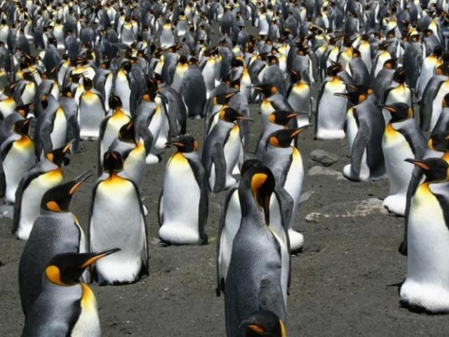 Thế giới - 1,8 triệu con chim cánh cụt vua "bốc hơi" bí ẩn ở Pháp