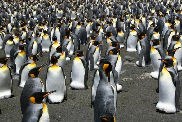 1,8 triệu con chim cánh cụt vua &#34;bốc hơi&#34; bí ẩn ở Pháp - 1