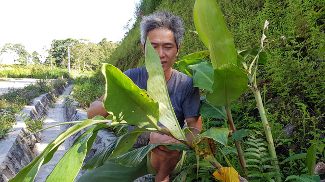 Xôn xao cây thuốc quý của người dân tộc Dao cho người viêm đại tràng - 2