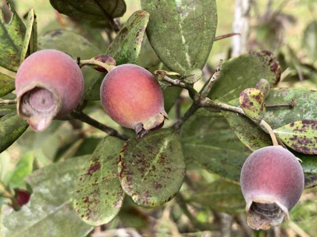 Thị trường - Tiêu dùng - Lên thảo nguyên Bùi Hui hái sim, kiếm tiền triệu/ngày "dễ như chơi"