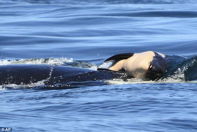 Mối nguy của cá voi khi mang xác con qua đại dương suốt 7 ngày - 1