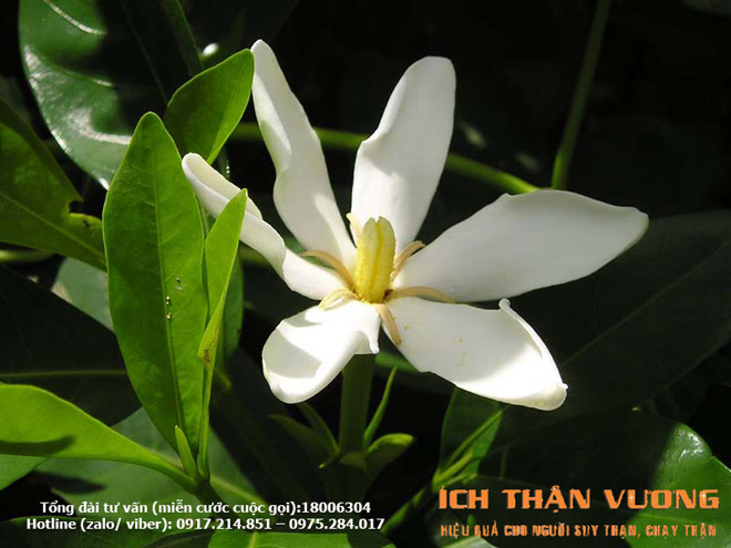 Hơi thở có mùi – cảnh giác nguy cơ suy thận đã cận kề! - 2