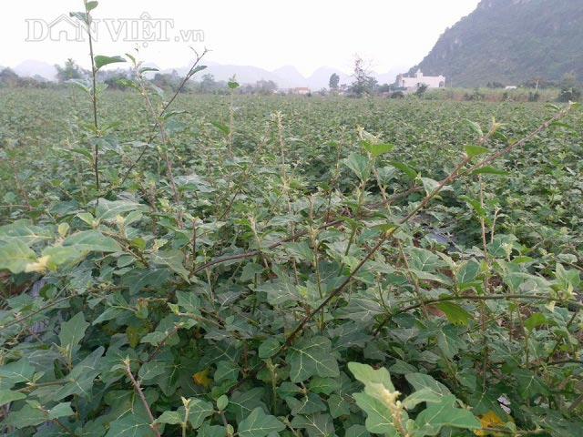 Không làm thầy giáo, về quê trồng cây dại lại có tiền tỷ mỗi năm - 2