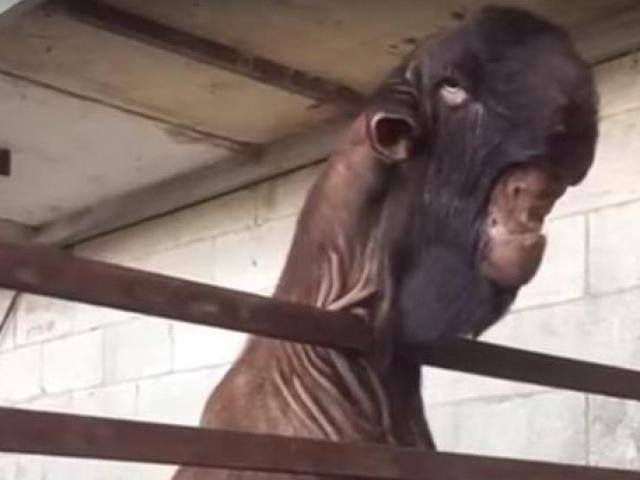 Thị trường - Tiêu dùng - Xấu "xúc phạm người nhìn" nhưng con dê này lại có giá tới 1,5 tỷ đồng