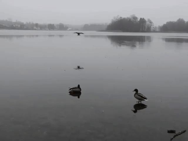 Video Clip Cười - Pha "đạp phanh" trên mặt hồ băng của vịt trời