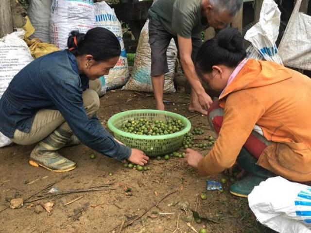 Thị trường - Tiêu dùng - Nghệ An: Người dân đổ xô lên rừng hái quả bo bo, kiếm bộn tiền