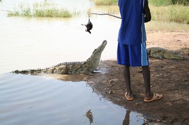Ngôi làng kỳ lạ ở châu Phi, nơi cá sấu và người sống chung với nhau - 1