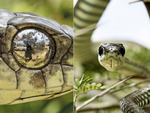 Phi thường - kỳ quặc - Chụp ảnh "tự sướng" qua mắt rắn cực độc