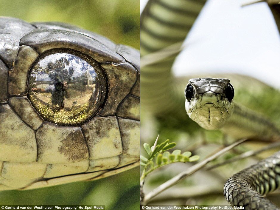 Chụp ảnh "tự sướng" qua mắt rắn cực độc - 1