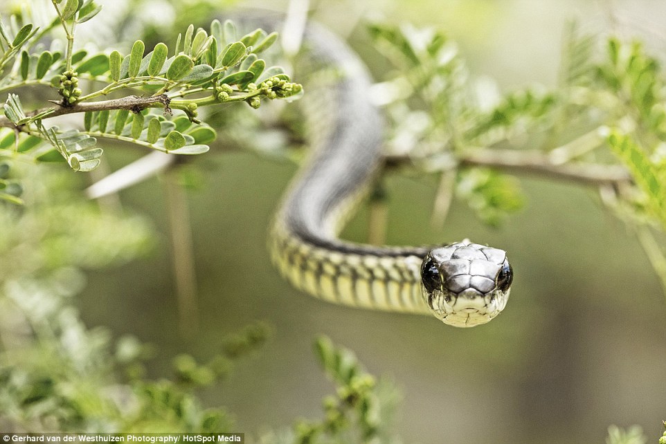 Chụp ảnh "tự sướng" qua mắt rắn cực độc - 3