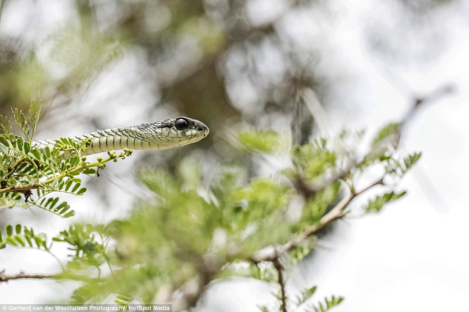 Chụp ảnh "tự sướng" qua mắt rắn cực độc - 5