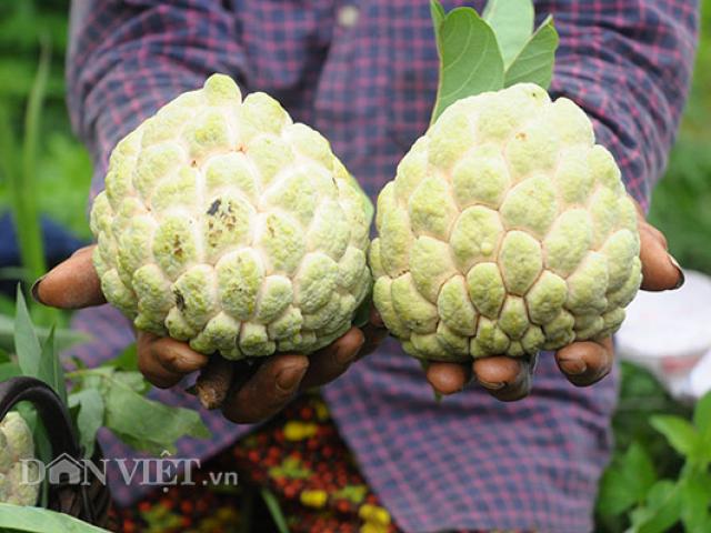 Thị trường - Tiêu dùng - Na đầu mùa quả to, mắt đẹp, cả nông dân, thương lái đều mê tít