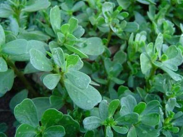 Sức khỏe đời sống - 10 bài thuốc trị viêm đường tiết niệu