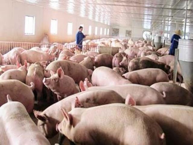 Thị trường - Tiêu dùng - Lợn hơi tăng giá chóng mặt, Bộ Nông nghiệp phát công văn hỏa tốc