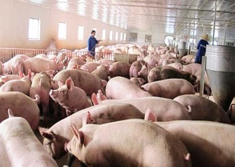 Lợn hơi tăng giá chóng mặt, Bộ Nông nghiệp phát công văn hỏa tốc - 1