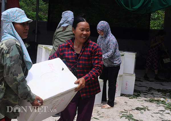 Na đầu mùa quả to, mắt đẹp, cả nông dân, thương lái đều mê tít - 11