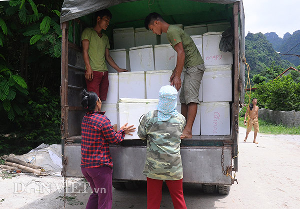 Na đầu mùa quả to, mắt đẹp, cả nông dân, thương lái đều mê tít - 12