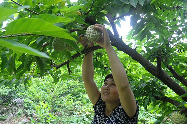 Na đầu mùa quả to, mắt đẹp, cả nông dân, thương lái đều mê tít - 2