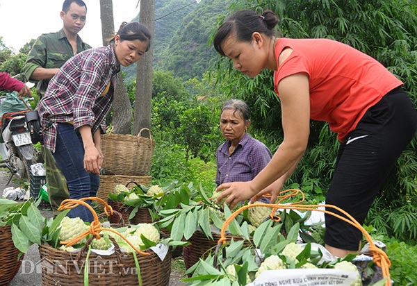 Na đầu mùa quả to, mắt đẹp, cả nông dân, thương lái đều mê tít - 3