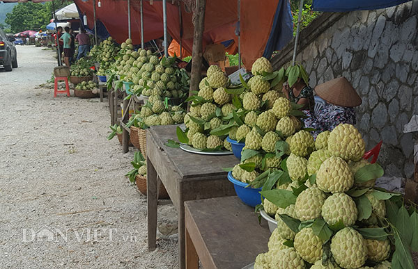Na đầu mùa quả to, mắt đẹp, cả nông dân, thương lái đều mê tít - 6