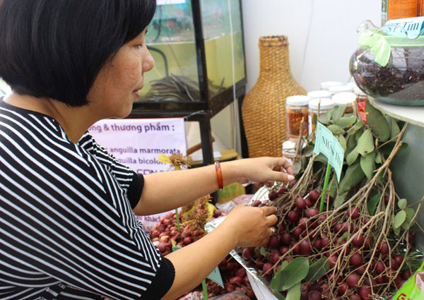 Từ chuyện người Thái lùng mua nhãn tím: Sao chưa bảo hộ giống quý? - 2
