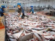 Thị trường - Tiêu dùng - Trung Quốc giảm thu mua, giá cá tra tụt mạnh