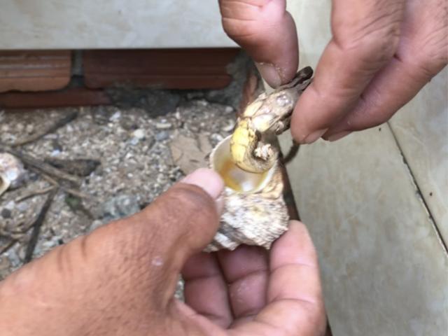 Thị trường - Tiêu dùng - Kỳ công nuôi ốc mượn hồn số lượng khủng làm “thú cưng” ở đảo Lý Sơn