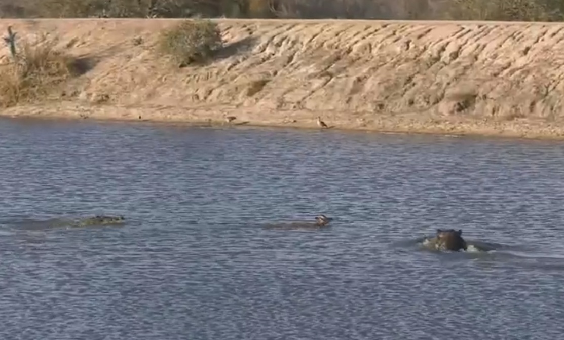 Cuộc đối đầu khó tin giữa cá sấu, hà mã và linh dương - 1