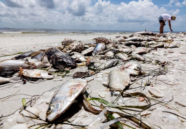 Hiện tượng đáng sợ khiến hàng nghìn sinh vật chết đột ngột ở Mỹ - 3