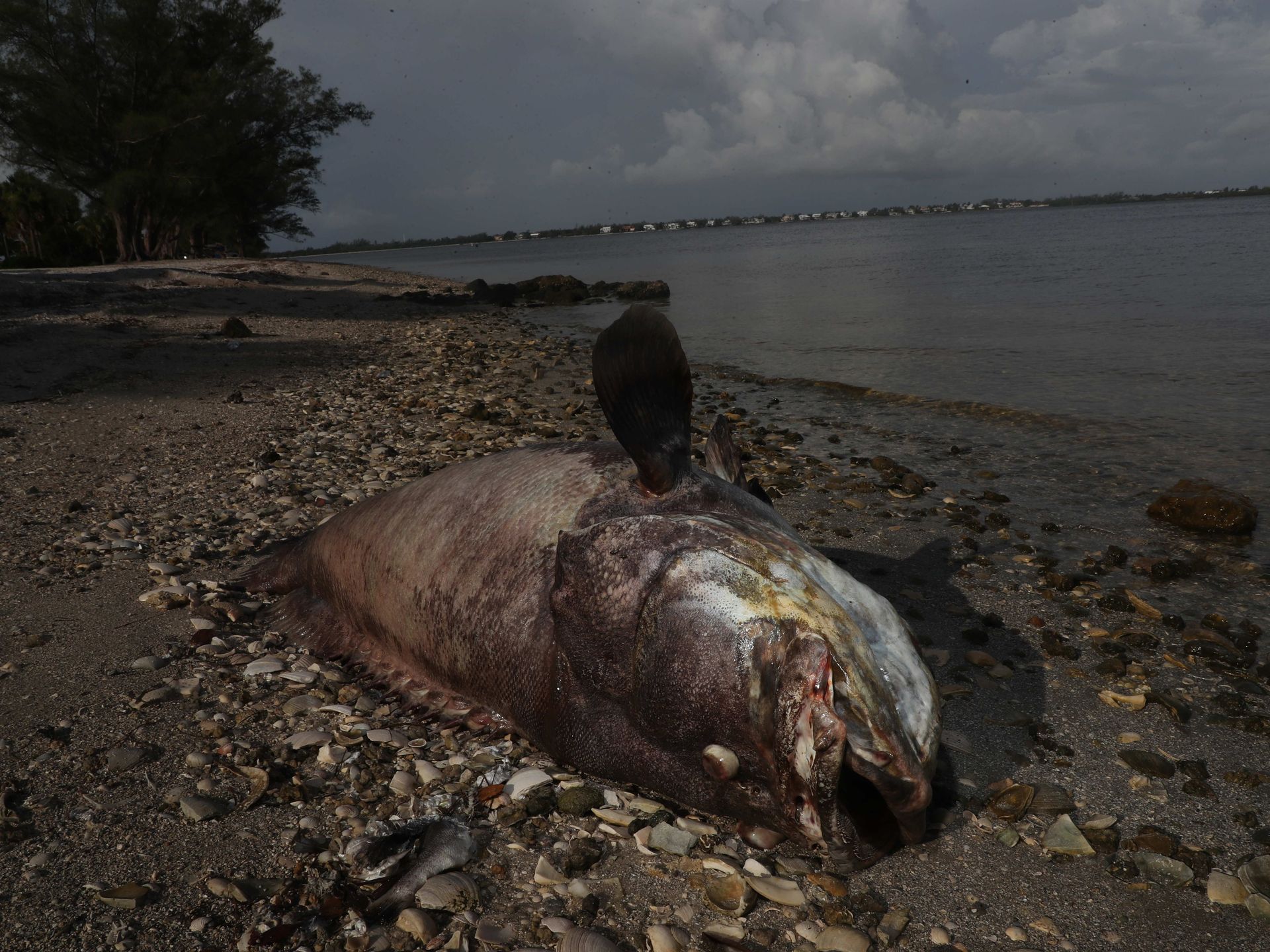 Hiện tượng đáng sợ khiến hàng nghìn sinh vật chết đột ngột ở Mỹ - 4