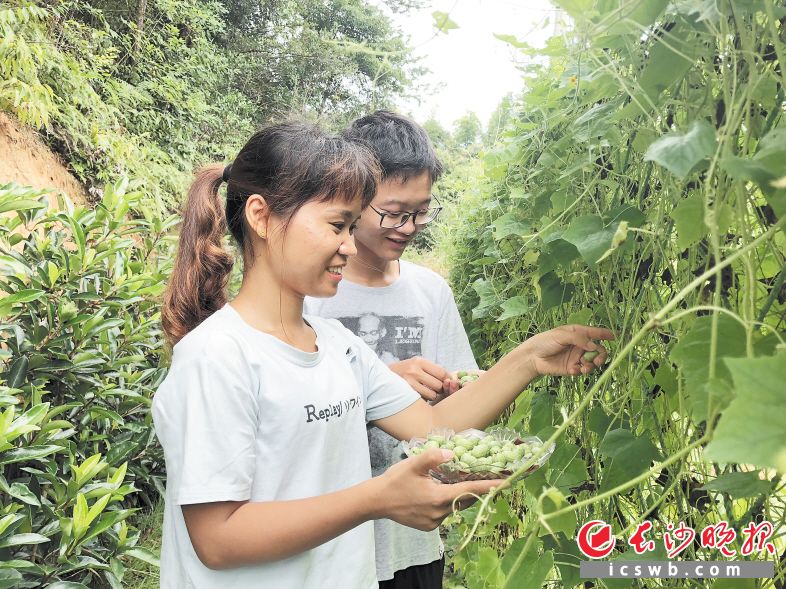 Vừa &#34;quắt&#34; vừa chua, giống dưa &#34;ngón tay&#34; giá 340.000 VND/kg vẫn hút khách - 1