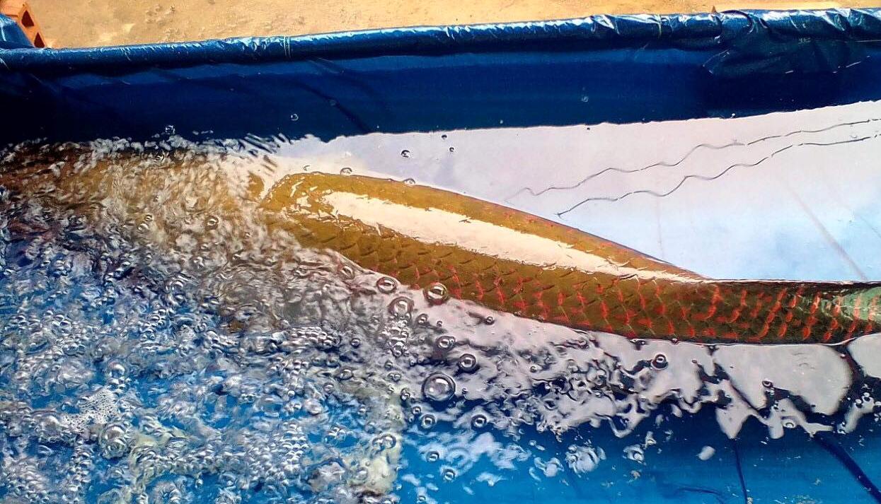 Nóng 24h qua: “Xế khủng” trị giá nhiều tỷ đồng nghi mang biển đỏ giả - 5