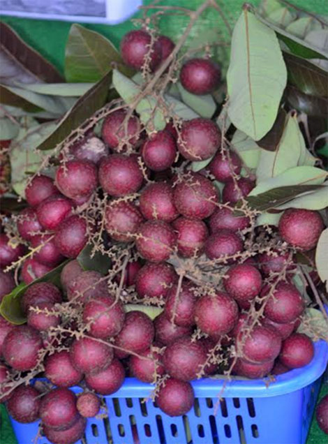 Thực hư chuyện thương lái Thái Lan lùng mua nhãn tím Sóc Trăng - 2