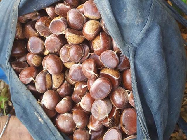 Thị trường - Tiêu dùng - Nhặt hạt dẻ thuê, công việc làm thích mê, còn hái ra tiền trăm/ngày
