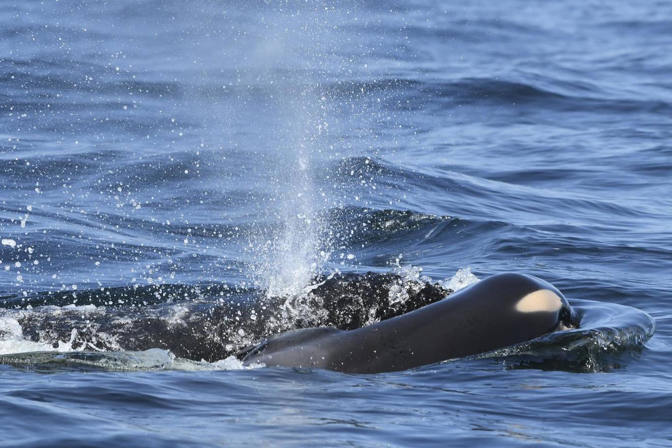 Cá voi sát thủ mẹ đau buồn mang xác con qua đại dương suốt 16 ngày - 1