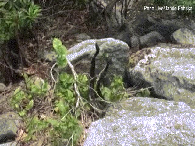 Phi thường - kỳ quặc - Video rắn cực độc tranh đấu, hạ gục nhau để giành bạn tình