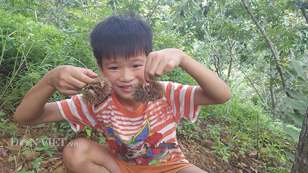 Nhặt hạt dẻ thuê, công việc làm thích mê, còn hái ra tiền trăm/ngày - 2