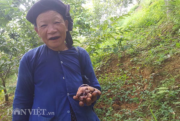 Nhặt hạt dẻ thuê, công việc làm thích mê, còn hái ra tiền trăm/ngày - 5