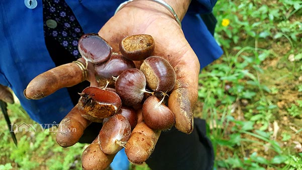 Nhặt hạt dẻ thuê, công việc làm thích mê, còn hái ra tiền trăm/ngày - 6