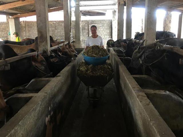 Thị trường - Tiêu dùng - Ở nơi heo hút, giàu nhất bản nhờ nuôi trâu nhốt chuồng